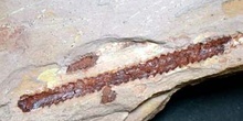 Cistograptus vesiculosis (Esponja-Briozoo) Silúrico