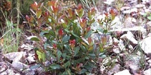 Madroño - Hoja (Arbutus unedo)