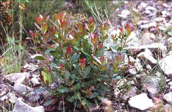 Madroño - Hoja (Arbutus unedo)