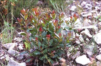 Madroño - Hoja (Arbutus unedo)