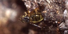 Mosca cernícalo (Merodon sp.)