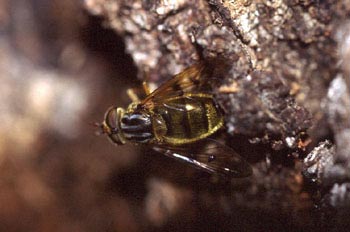 Mosca cernícalo (Merodon sp.)