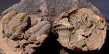 Calymene tristani (Trilobites) Ordovícico