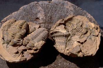 Calymene tristani (Trilobites) Ordovícico
