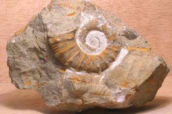 Ammonites sp. (Molusco-Ammonites) Jurásico