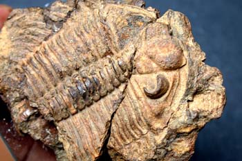 Alcaldops alcaldei (Trilobites) Devónico