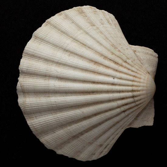 IES_ISABELLACATOLICA_BIOLOGIA_500