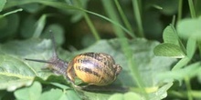 Caracol común (Helix aspersa)