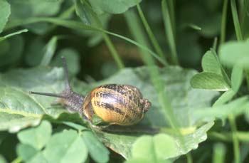 Caracol común (Helix aspersa)