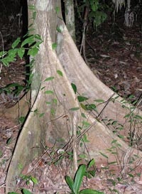 img_46_33_plank_roots