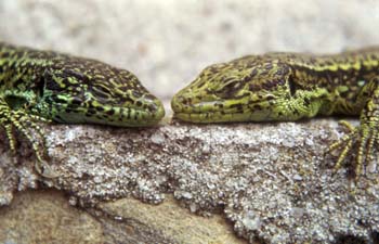 Lagartija serrana (Lacerta monticola)