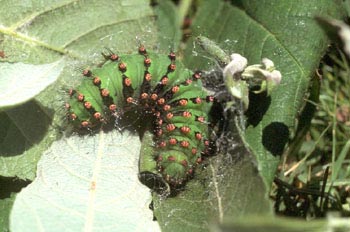 Pavito Nocturno - Oruga (Saturnia pavonia)