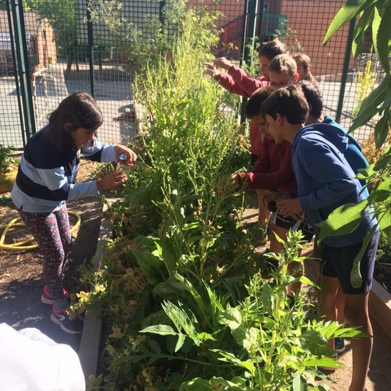 2019_06_11_4º observa insectos en el huerto_CEIP FDLR_Las Rozas 10