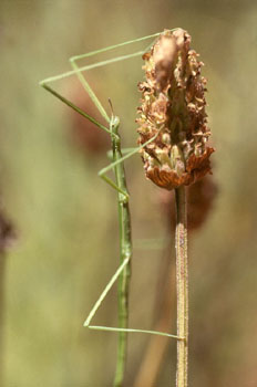 Insecto palo (Bacillus rossius)