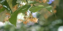 Tilo común - Flores (Tilia platyphyllos)