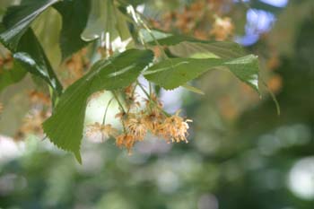 Tilo común - Flores (Tilia platyphyllos)