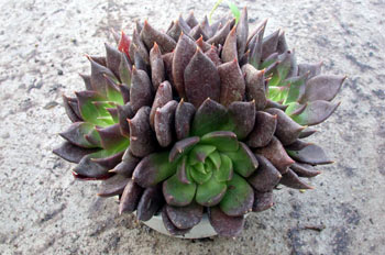 Pachyveria glauca