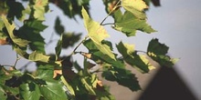 Plátano - Hojas (Platanus orientalis)