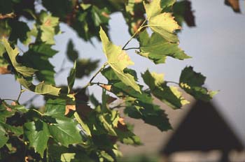 Plátano - Hojas (Platanus orientalis)