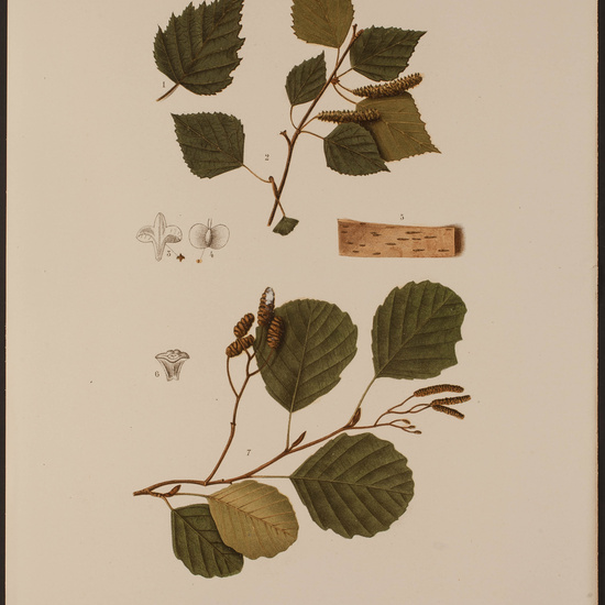 IES_CARDENALCISNEROS_HERBARIO_071