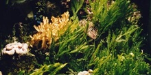 Alga verde (Cloroficea)