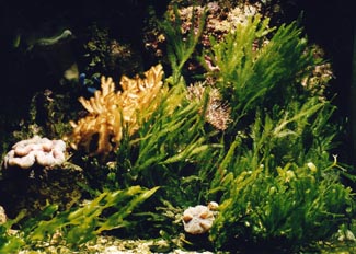 Alga verde (Cloroficea)