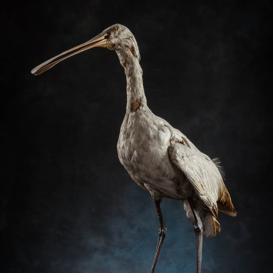 IES_SANISIDRO_MUSEO_Aves_147