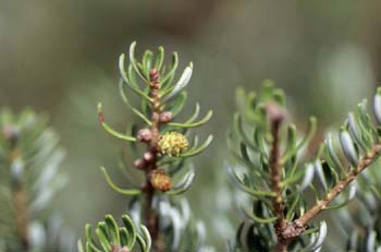 Abeto coreano (Abies coreana)