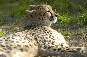Guepardo