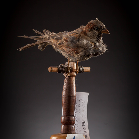 IES_SANISIDRO_MUSEO_Aves_134