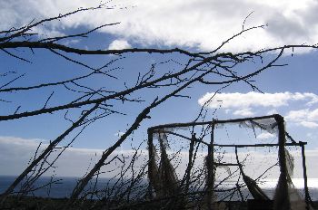 Invernaderos rotos, Canarias