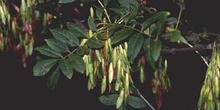 Fresno de hoja ancha - Fruto (Fraxinus excelsior)