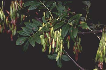 Fresno de hoja ancha - Fruto (Fraxinus excelsior)