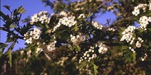 Espino majuelo - Flor (Crataegus monogyna)