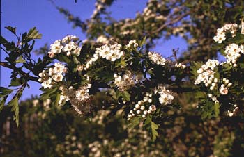 Espino majuelo - Flor (Crataegus monogyna)