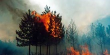 Incendio forestal