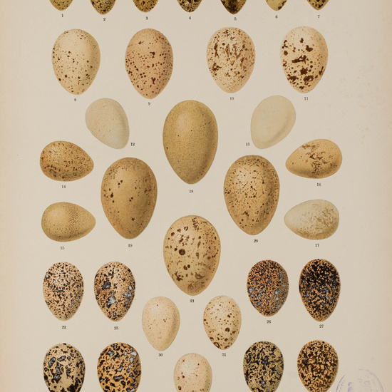 IES_CARDENALCISNEROS_AVES_LAMINAS_244