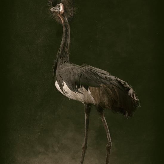 IES_SANISIDRO_MUSEO_Aves_165