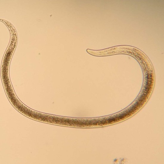 Nematodo monhystera filiformis