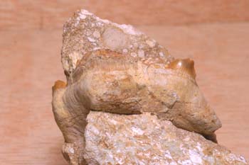 Dientes de pez (Pez) Jurásico