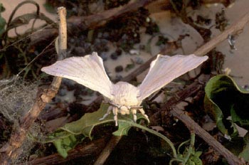 Mariposa de la seda - Imago (Bombyx mori)