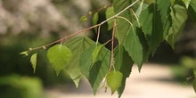 Abedul llorón - Hojas (Betula pendula)