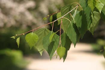 Abedul llorón - Hojas (Betula pendula)