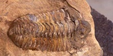 Calymene tristani (Trilobites) Ordovícico