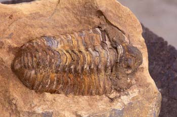 Calymene tristani (Trilobites) Ordovícico