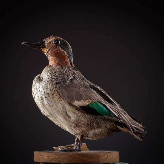 IES_SANISIDRO_MUSEO_Aves_020