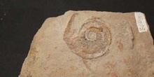 Protrachyceras hispanicum (Ammonites) Triásico