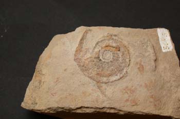 Protrachyceras hispanicum (Ammonites) Triásico