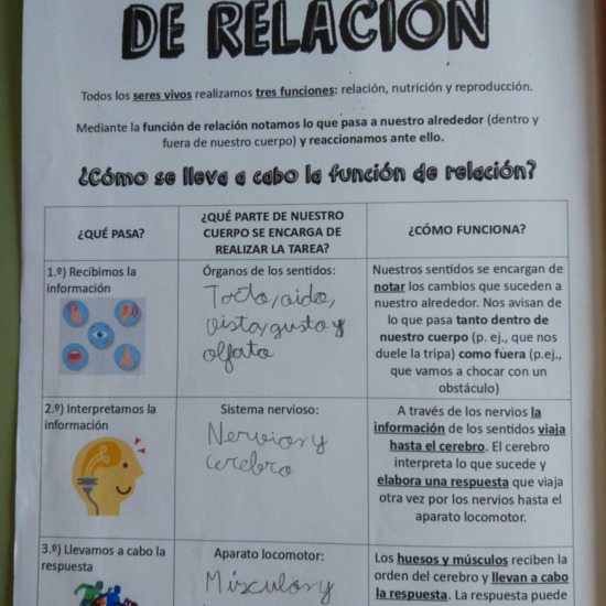 [Lapbook] - Mi atlas del cuerpo humano (3º de primaria) - IMAGEN 2