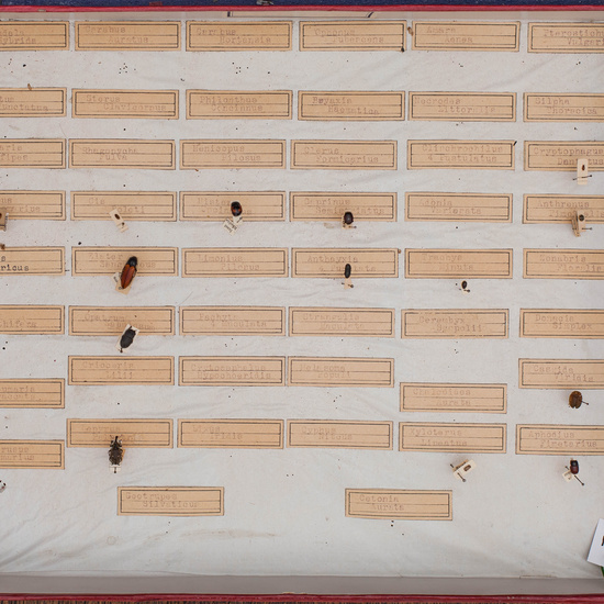 IES_CARDENALCISNEROS_Insectos_024